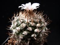 Thumbnail of 1023_Turbinicarpus schwarzii_20130905_02(1).JPG